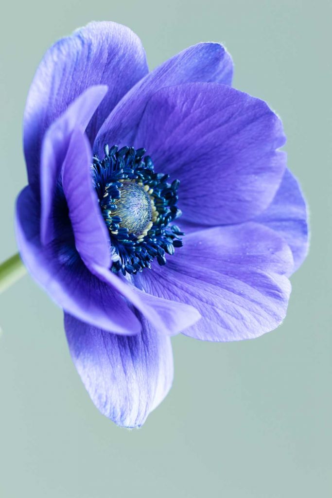 Blue Anemone