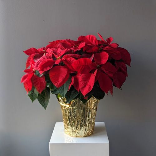 red christmas plant or poinsettia flowers available for delivery in Winnipeg 