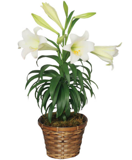 Easter Lily SOLD OUT