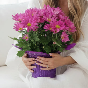 Mum Plant  SOLD OUT