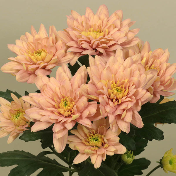 Salmon Chrysanthemum Valley Florist