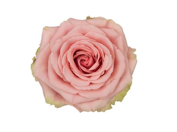 Geraldine Large Rose