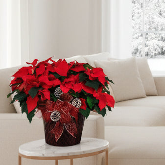 christmas plants and flowers in red delivered in Winnipeg.