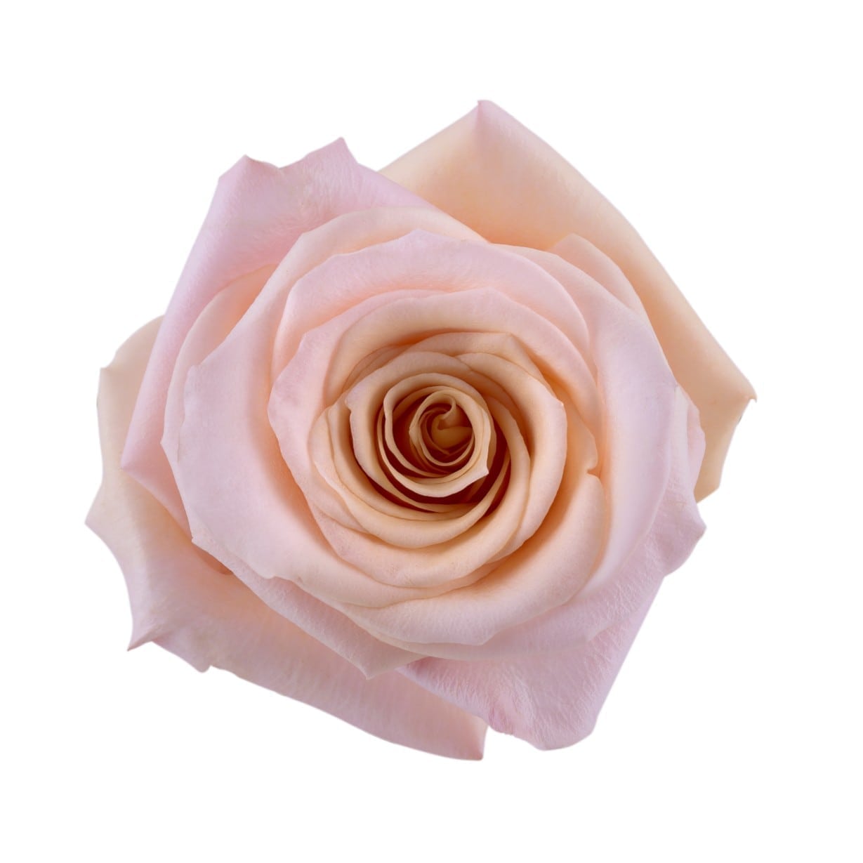 Mother Of Pearl Large Rose