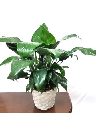 Large Peace Lily White SOLD OUT