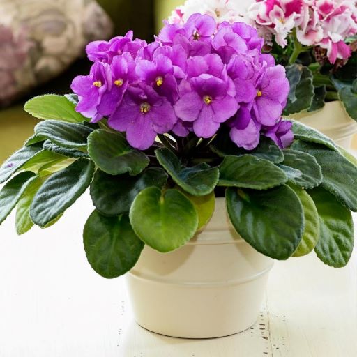 african violet delivered for mothers day in winnipeg by local winnipeg florist