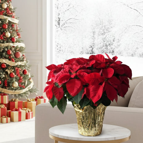 red christmas plant or poinsettia flowers available for delivery in Winnipeg 