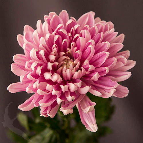 Large Cremon: Dark Pink - Valley Florist
