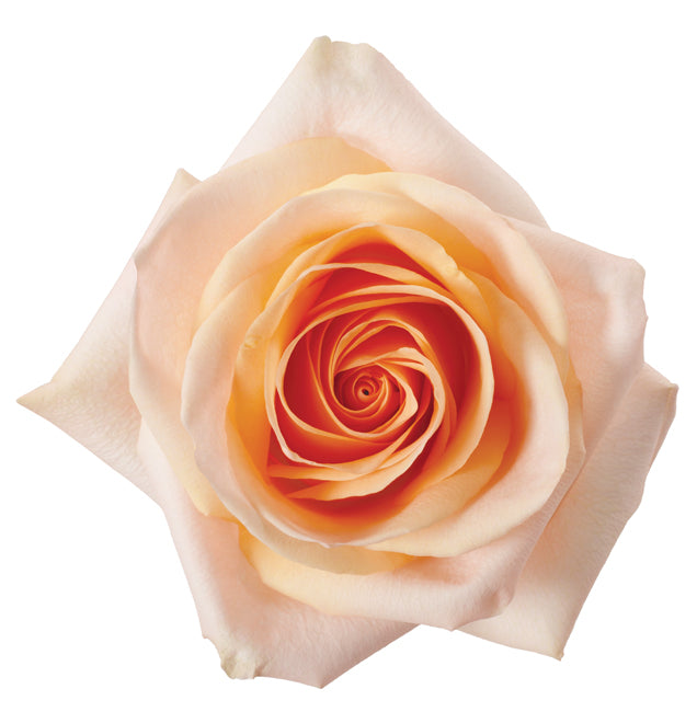 Tiffany Large Rose