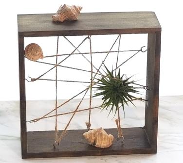 air plants delivered in winnipeg for fathers day